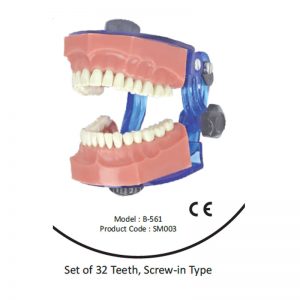 Dentcruise-API Typhodont Teeth With Jaw Articulator B561